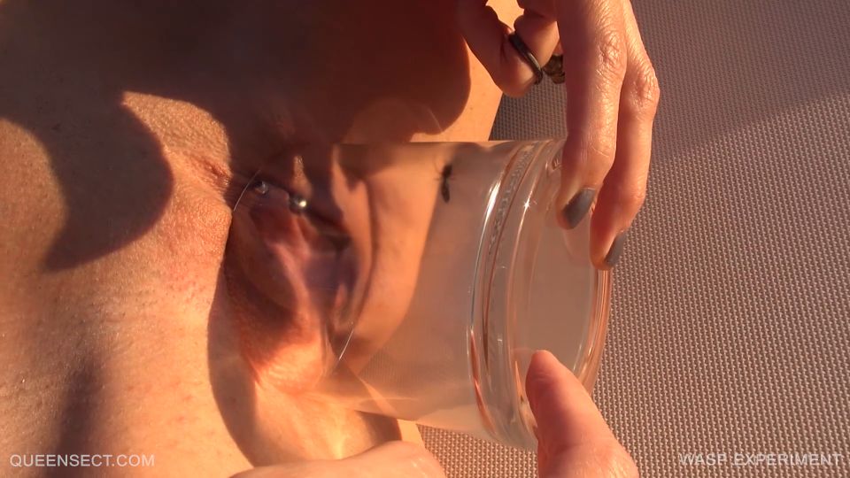  wasp  Queensect – WASP EXPERIMENT 2017 September 15  wasp 