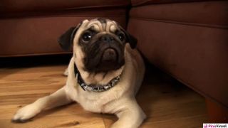 ParejasSeducenTeens Chloe Chanel