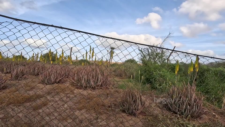 Leona Mia aka Kamy, Proserpina hegre 23 10 10 proserpina proserpina cabo verde production 1080p