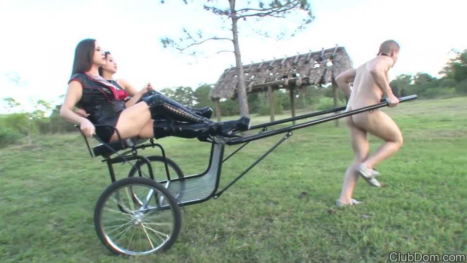 Pony Cart Humiliation | femdom | femdom porn hijab femdom