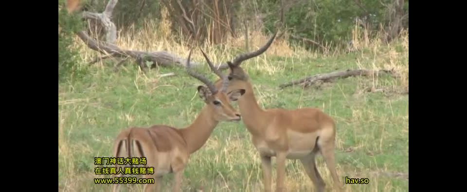 gratis xxx video 29 fetiche de dominación sangrienta porno Uehara Ai - Reino Salvaje 2. Aborígenes africanos [1.63 GB]