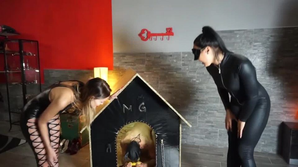 Perro castración Video Sexo Descarga porno