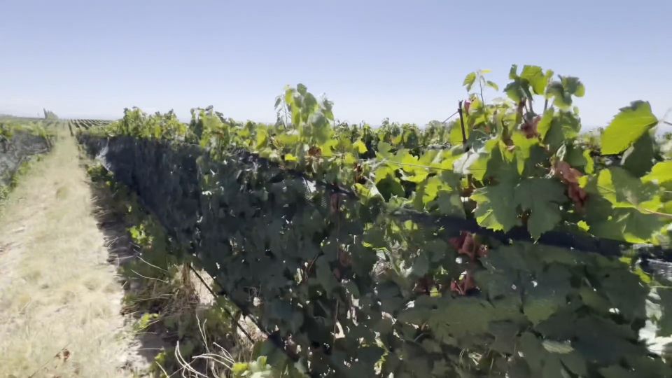 Lana Myers - Stepis se puso muy caliente en el viñedo público – nos atraparon pero ella siguió montando - Lana Myers - FullHD 1080P