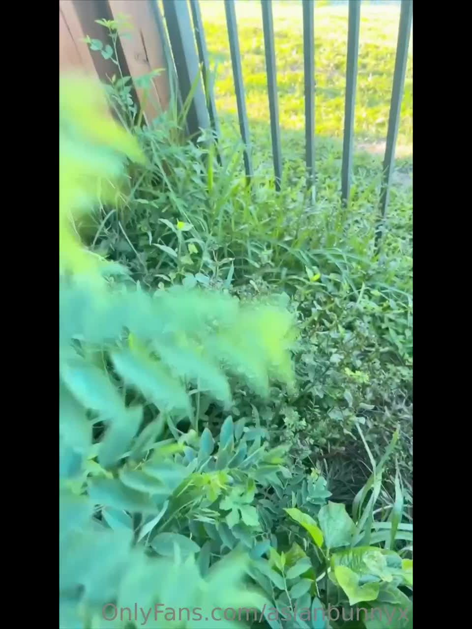 Asianbunnyx. - XFantazy