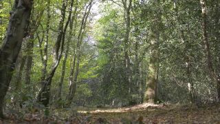 UKCuteGirl () Ukcutegirl - a fantasy walk in the woods dreaming of what could be by tim bosworth 10-04-2018