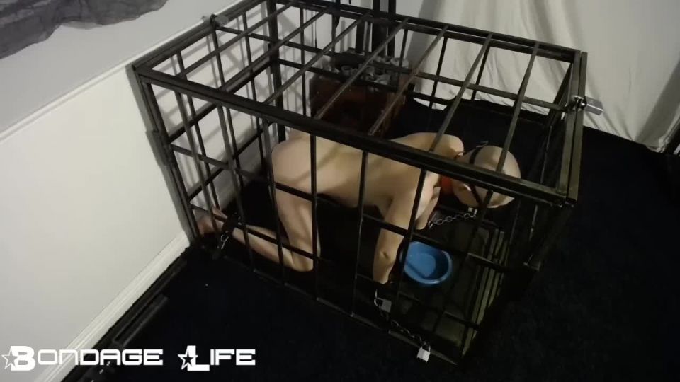 Bondage Life – Cage Time With Greyhound Owner Edition - Bondage life