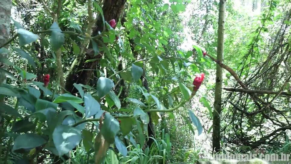 In the Woods   Danilo Amorim, Johnny Alves, Lucas Soldier, Ramon Donato & Tulio Hernandez (Bareba… – gaybbtrans.