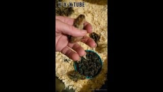 Hardcore porn Heathercarolin Video For You Welcome My New Quail Chicks  heathercarolin 