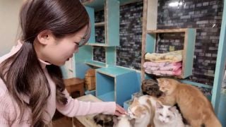 FC2PPV 4511406 A cat cafe date where she was fascinated by the cat cute.