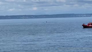 Kennedymarksen - Kennedy Marksen Official () Kennedymarksen last night on vacation we got the amazing opportunity to go whale watching and saw a small pod of orcas along with hum 21-09-2020