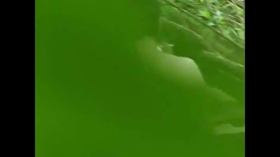 Voyeur stumbled on sex in a forest Voyeur