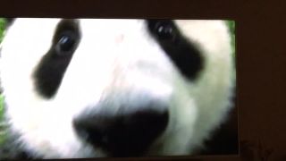 MelisaMendini () Melisamendini - one of my biggest dreams cuddle with baby panda in chengdu research base jus 01-08-2017
