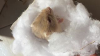 ScarletBunny () Scarletbunnyy - look at my new pet its a beauty i am happy with her hamster 03-07-2020